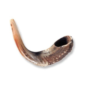 Shofar-Ram Horn-Size C (12"-13") (#1153)