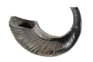 Shofar-Ram Horn-Size CC (11"-14") (#1157)