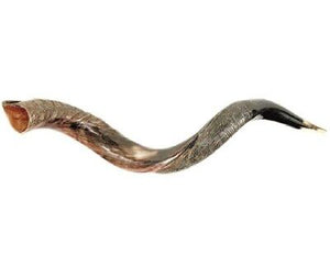 Shofar-Yemenite-Small (26"-31") (#1115)