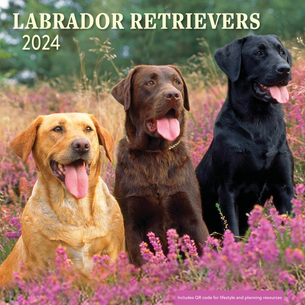 2024 Labrador Retrievers Wall Calender