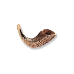 Shofar-Ram Horn-Size D (8"-10") (#1154)