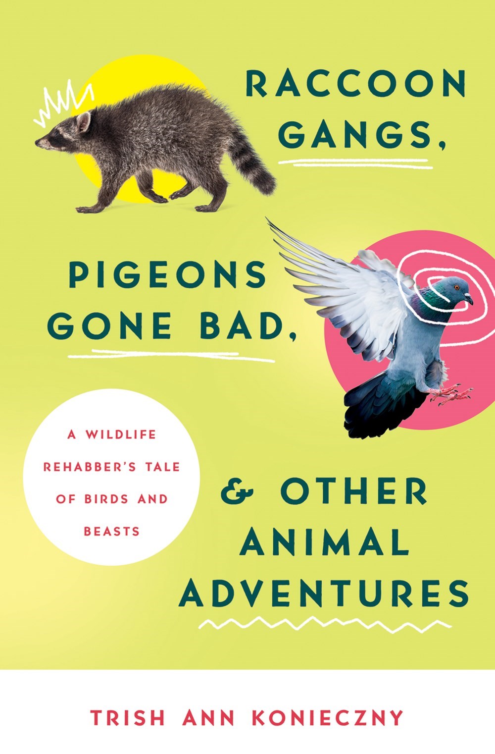 Raccoon Gangs  Pigeons Gone Bad  And Other Animal Adventures